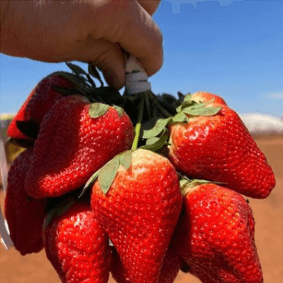 Huge strawberries