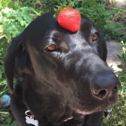 Strawberry on dogs head