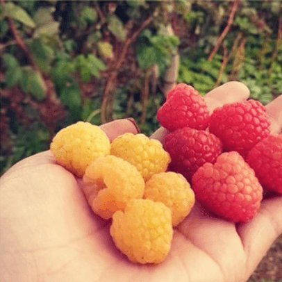 Handful of berries